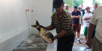 Feira do Peixe dia 9 na Praça Henrique Roolaart