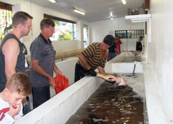 Feira do Peixe de Estrela realiza primeira edição de novembro