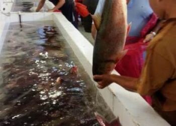 Sábado tem a primeira Feira do Peixe de agosto
