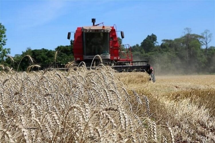 Semeadura de soja e milho acelera enquanto a colheita do trigo chega ao fim no Rio Grande do Sul