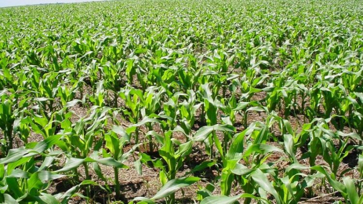 Altas temperaturas aceleram maturação e colheita do milho