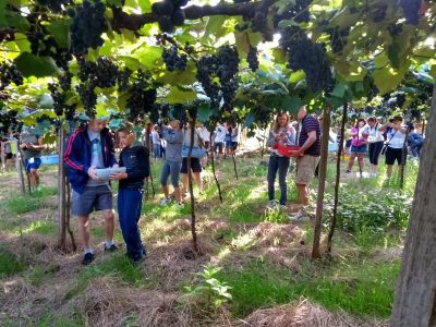 Uma das novidades do passeio foi a possibilidade dos visitantes de colher uvas (Foto: Divulgação)