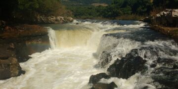 Pulador do Rio Guaporé em Itapuca