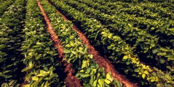 Contratações do crédito rural da safra 2019/2020 fecharam em R$ 225 bilhões