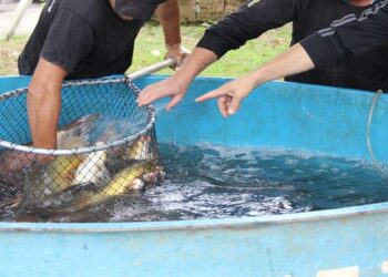 Feira do Peixe Vivo ocorre nesta sexta-feira em Lajeado