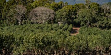 Secretaria da Agricultura reabre edital de seleção para Fundomate