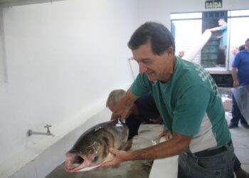 Feira do Peixe de Estrela será antecipada
