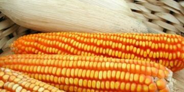 Área de milho é preparada, apesar de incertezas do mercado e do clima