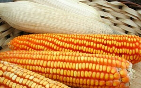Área de milho é preparada, apesar de incertezas do mercado e do clima