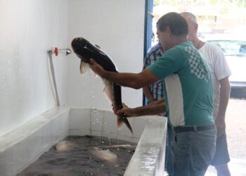 Feira do Peixe com carpas, tilápias e jundiás