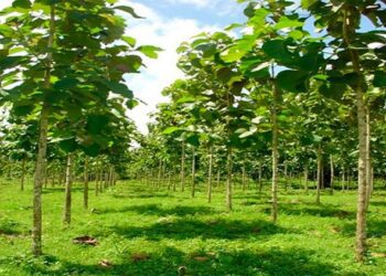 Pequenas florestas são essenciais para adaptação à mudanças climáticas, dizem especialistas