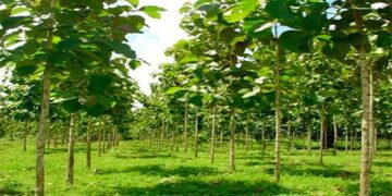 Pequenas florestas são essenciais para adaptação à mudanças climáticas, dizem especialistas