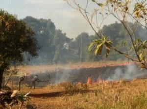 O fogo atingiu em torno de 5 hectares (Foto: Divulgação)
