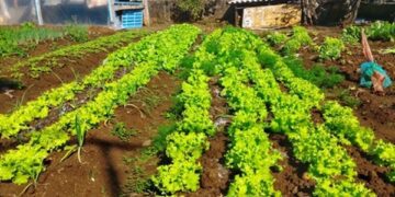 Presos cuidam de horta no Presídio de Encantado