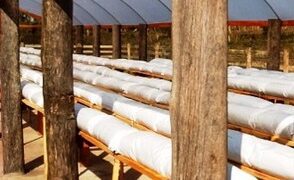 Apenados da Colônia Penal Agrícola vão produzir morangos para comércio