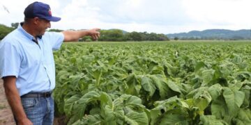 Colheita do tabaco é aberta oficialmente no estado com expectativa de mais de 300 mil toneladas