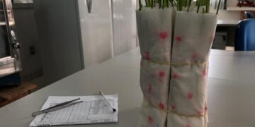 Sementes de milho do programa Troca-Troca têm 97,7% de potencial de germinação