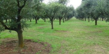 Cultivo de oliveiras é alternativa de renda no Rio Grande do Sul