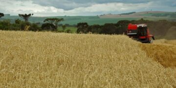 Trigo no RS supera expectativa de produtividade
