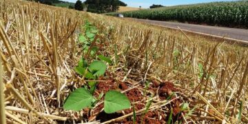 Plantio da soja se encaminha para o final no RS