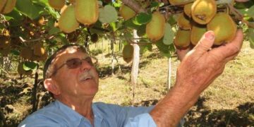 Produtor de Progresso investe no cultivo de kiwi
