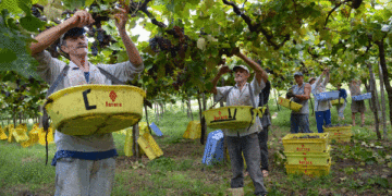 Safra de uva na Serra Gaúcha será acima da média