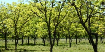 Anta Gorda sedia a primeira abertura oficial da colheita e simpósio sobre noz-pecã