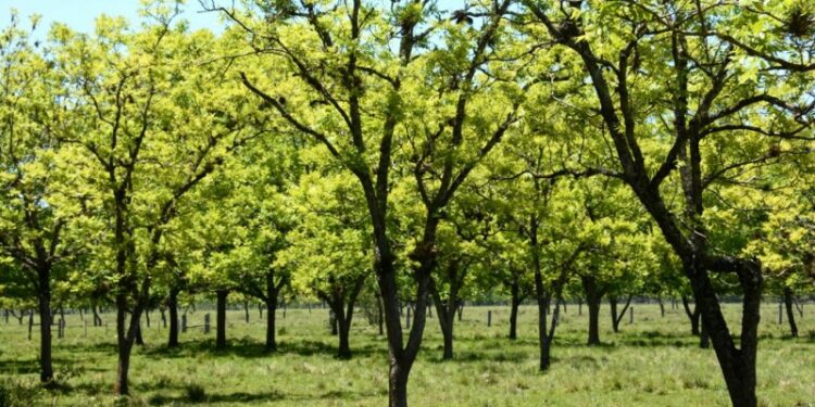 Anta Gorda sedia a primeira abertura oficial da colheita e simpósio sobre noz-pecã
