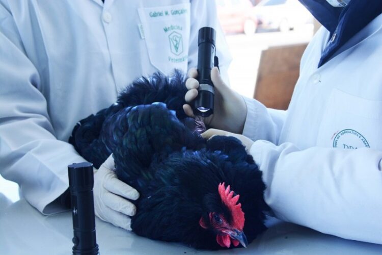 Rio Grande do Sul volta a exportar carne de frango para o mercado chileno