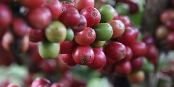 Safra de café do Brasil corresponde a 31,3% da produção mundial do produto
