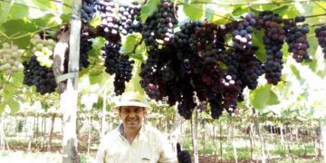 Clima favorável antecipa colheita de uva de mesa