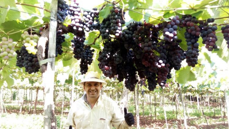 Clima favorável antecipa colheita de uva de mesa