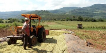 Produção de silagem iniciou no último mês