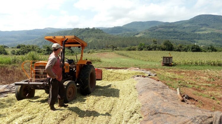 Produção de silagem iniciou no último mês