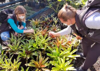 Teutônia intensifica ações de combate ao Mosquito Aedes Aegypti