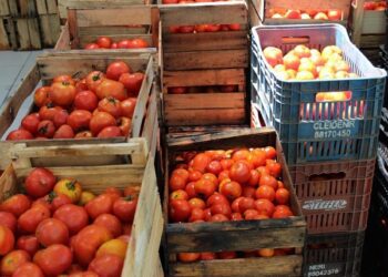 Ceasa já doou 31,6 toneladas de hortifrútis para entidades beneficentes este ano
