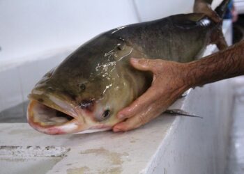 Carpas voltam a ser o foco da Feira do Peixe de Estrela