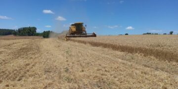Colheita do trigo no Estado chega a 78% das lavouras cultivadas