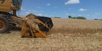 Colheita do trigo chega a 95% da área total cultivada no Estado
