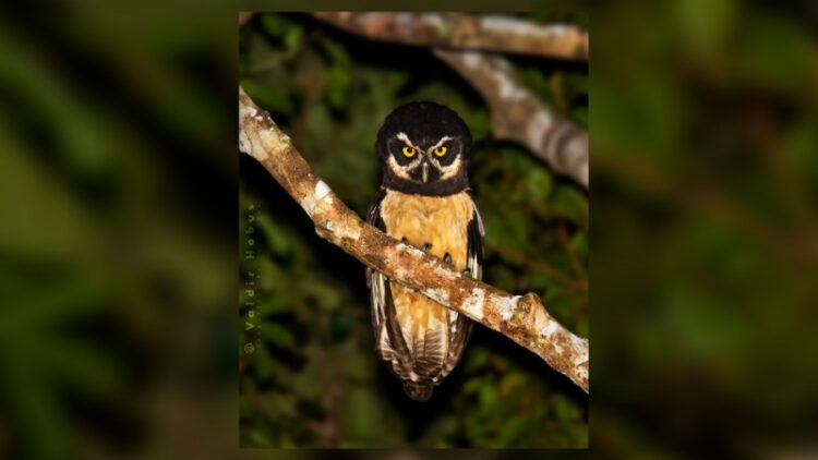 RS e SC se unem em plano de ação territorial para conservação de espécies ameaçadas de extinção