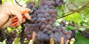 Muito sol e pouca chuva garantem nível excelente de doçura das uvas