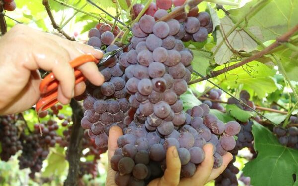 Muito sol e pouca chuva garantem nível excelente de doçura das uvas