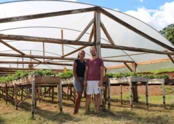 Cultivo de morango é alternativa de renda para jovem casal de Marques de Souza