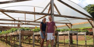 Cultivo de morango é alternativa de renda para jovem casal de Marques de Souza