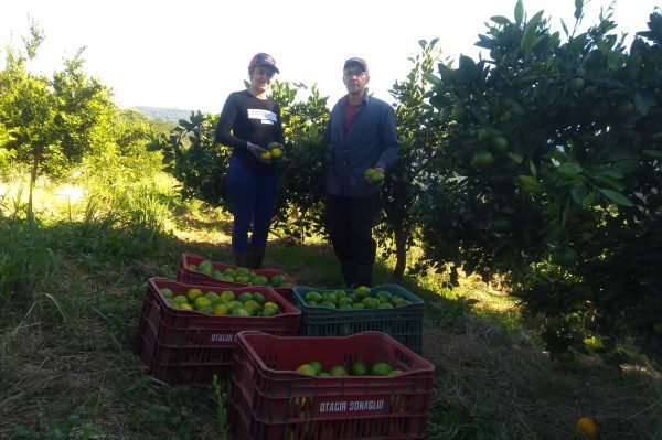 Colheita da bergamota tem início em Roca Sales