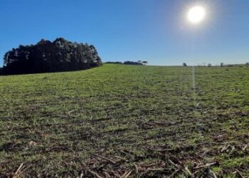 Retorno das chuvas favorece desenvolvimento do trigo no Estado
