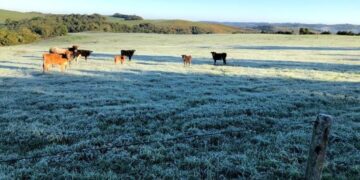 Geada não deve implicar em perdas no cenário agrícola gaúcho