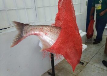 Feira do Peixe de Estrela com tilápias