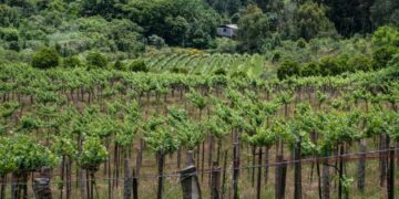 La Niña demanda atenção dos produtores de frutíferas de clima temperado para minimizar perdas