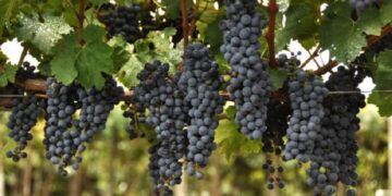 Propostas de alteração da Lei do Vinho serão encaminhadas à Câmara Nacional